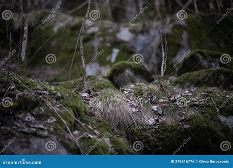 Rocks And Large Stones Covered With Moss Dry Bare Trees Grow On Them