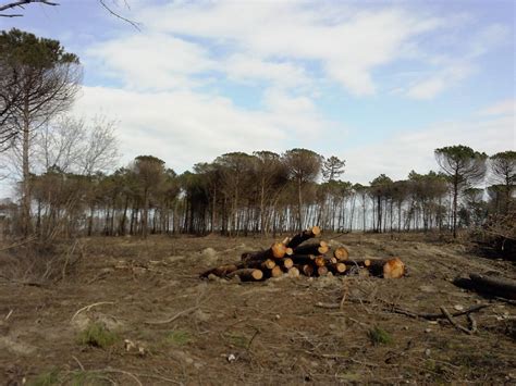 Living Ravenna Pineta Di Classe Le Tracce Dell Incendio Del