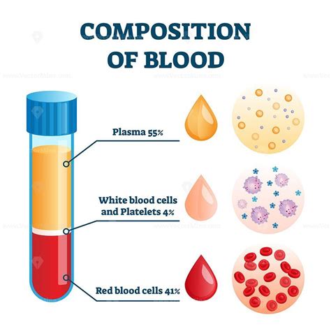 Composition Of Blood Vector Illustration VectorMine Medicina