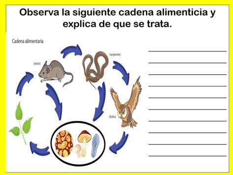 Cadena Alimenticia Para Niños De Primaria