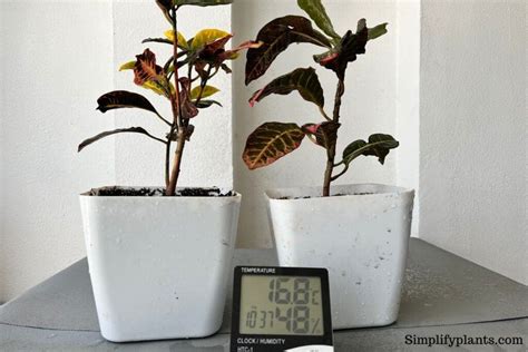 Can Croton Grow Outside? (Requirements & Care Difference) – Simplify Plants