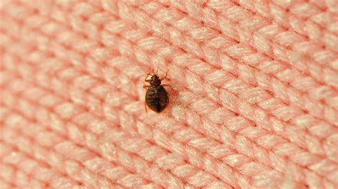 7 Ways To Get Rid Of Bedbugs Without Chemicals Techradar