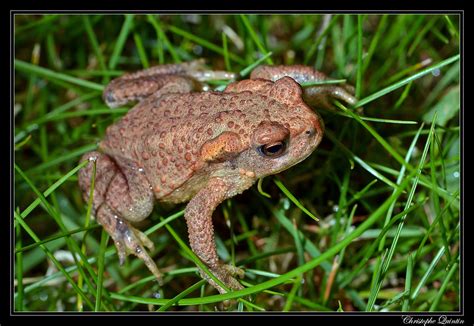 Crapaud Commun Bufo Bufo Common Toad Nikon D7100 Tam Flickr