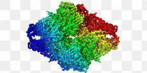 Plastocyanin Copper Protein Metalloprotein Electron Transfer, PNG ...