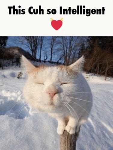 Cat Cats Meme Cat Cats Discover Share GIFs