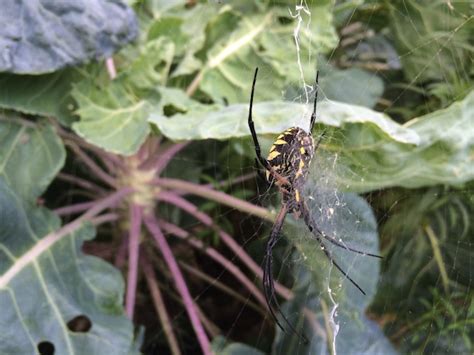 A visit from the garden spider – Your Wild Life