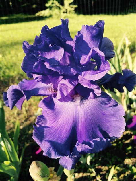 Photo Of The Bloom Of Tall Bearded Iris Iris Yaquina Blue Posted By