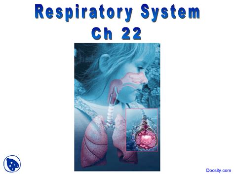 Respiratory System Physiology And Anatomy Lecture Slides Slides