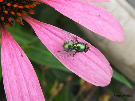 Mouche Lucilia Lucilia Sp Une Lucilie Une Sorte De Mou Pierre