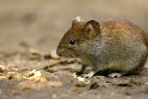 Common vole stock photo. Image of bank, habitat, fauna - 110028180