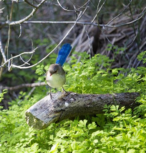 Female Splendid Fairywren Perched On A Gum Branch In Late Autumn Stock