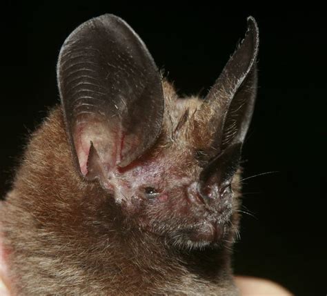 Common big eared bat - Alchetron, The Free Social Encyclopedia