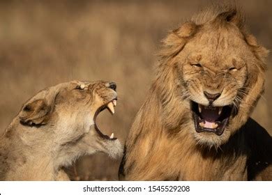 Closeup Lions Roaring Each Other Stock Photo 1545529208 | Shutterstock