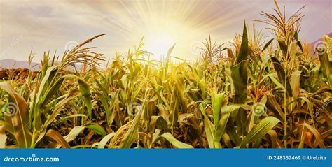 Background Of Corn Field In An Agricultural Field In A Sunset With