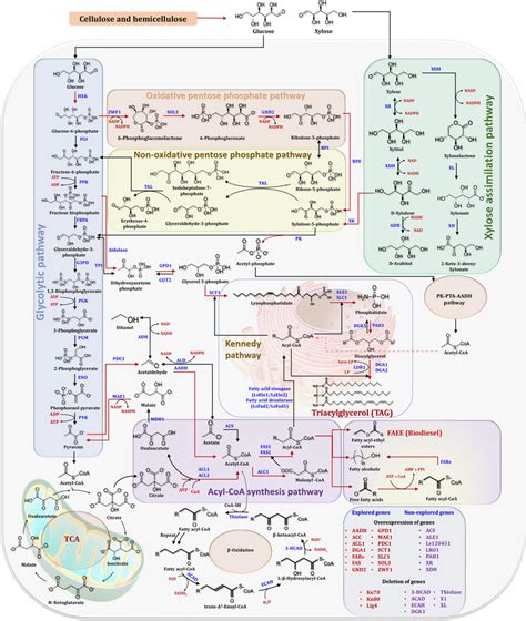 Tag Synthesis Pathways In Yeast Using Glucose And Xylose As Carbon