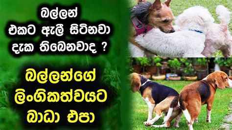 බල්ලන්ගේ ලිංගිකත්වයට බාධා කරන්න එපා Do Not Disturb To Sex Disturb