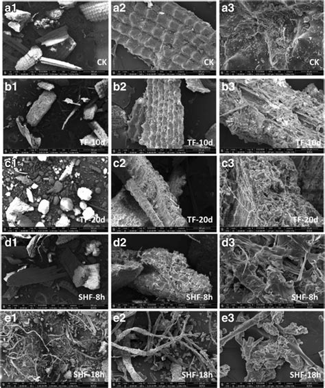 Sem Micrographs Of A Ck Raw Materials Derived From Food Waste And Rice