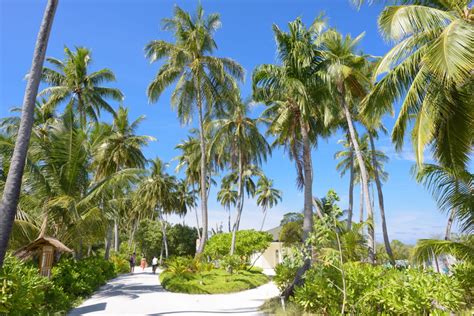 Clouds Plants Grass Palm Tree Coconut Palm Tree Unpaved Pathway