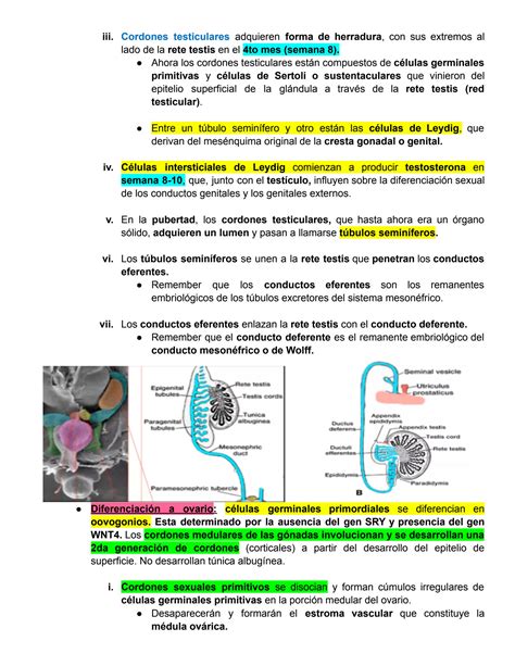 SOLUTION Resumen para examen final de morfología Studypool