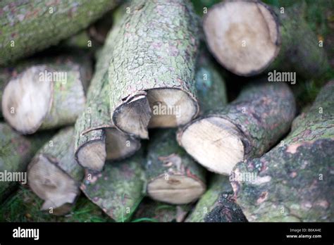 cut logs in forest firewood timber forestry Stock Photo - Alamy