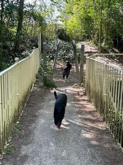 Dog walk at Ladies Walk / Old Winton Road Andover · Hampshire · Walkiees
