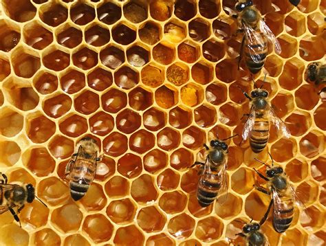 strong hive bee keeping hives bee hive