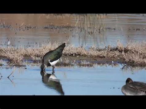 Northern Lapwing Fredeluga Europea Youtube