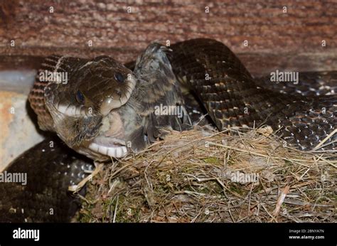 Black Rat Snake Pantherophis Obsoletus Raiding Eastern Phoebe