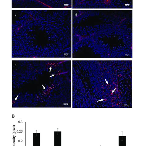 A Immunofluorescence Staining On Sections Of The Testis For The