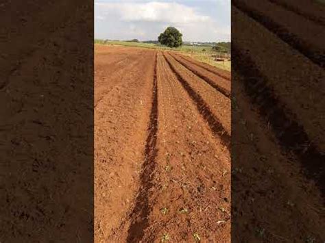 Plantando Alface E Outros Depois De Dois Anos Sem Plantar Na Horta