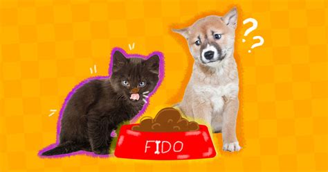 Can Cats Eat Dog Food Safely A Vet Explains The Risks Dodowell The