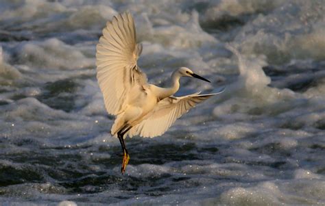 White Herons Enjoy Springtime In Chinas Anhui Global Times