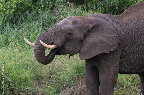 Foto De Loxodonta Africana African Bush Elephant African Savanna