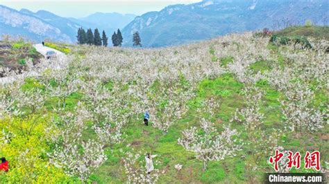 四川泸州：樱桃花开春意浓 踏春赏花正当时李骁踏青樱桃花新浪新闻