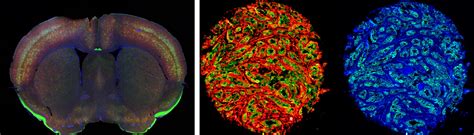 FLUORESCENCE IMAGING: WHAT IS IT? - Innopsys