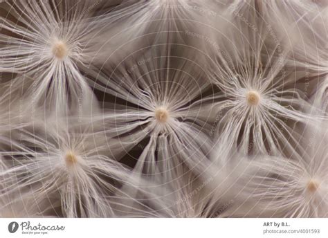 Makro Von Samen Einer Pusteblume Ein Lizenzfreies Stock Foto Von