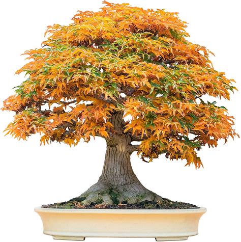 Bonsai Tree Seeds, Trident Maple | 20+ Seeds | Highly Prized for Bonsai ...