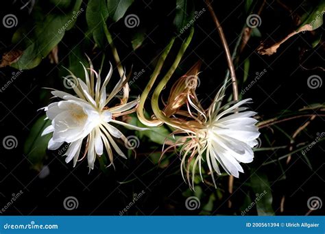 Queen Of The Night Or Epiphyllum Oxypetalum Stock Image Cartoondealer