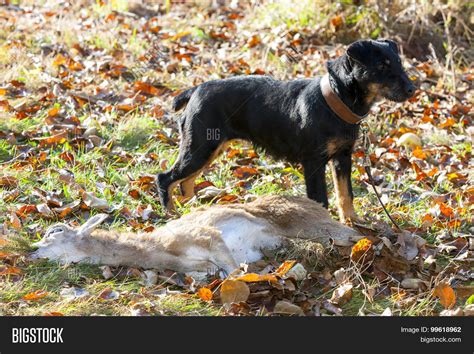 hunting dog catch image photo  trial bigstock