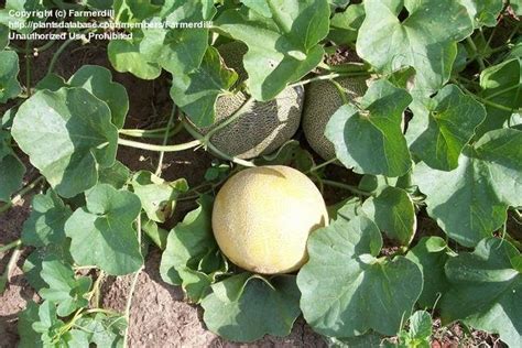 Plantfiles Pictures Cantaloupe Rocky Sweet Hybrid Cucumis Melo By