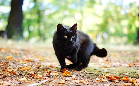 Wallpaper Black cat in autumn, leaves, bokeh 1920x1200 Picture, Image