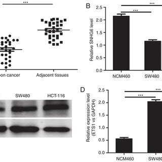 Level Of Long Non Coding RNA SNHG6 Is Downregulated In Human Colon