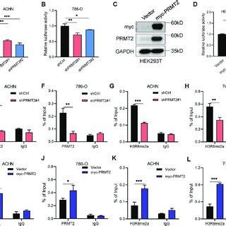 Prmt Directly Activates Wnt A Transcription Via Mediating H R Me A