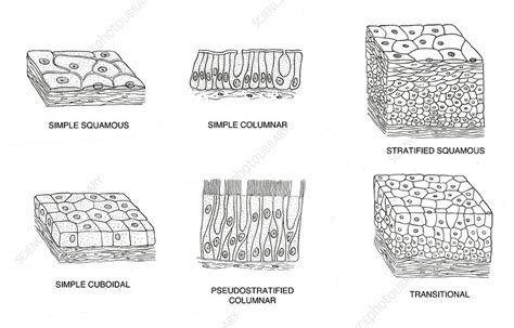 Types of Epithelial Cells - Stock Image - F031/6224 - Science Photo Library