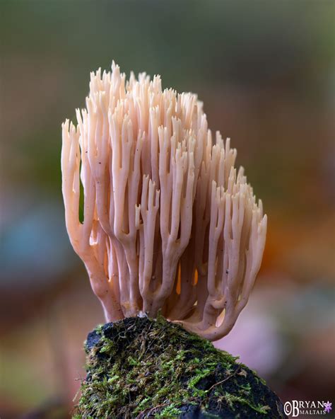 Upright Coral Fungus Wildernessshots Photography