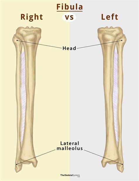 Fibula Definition Location Anatomy Functions Diagrams