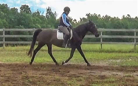 Benefits Of Trotting The Gaited Horse On Cue Naturally Gaited Horse