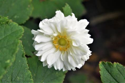 Herfstanemoon Anemone Hupehensis Var Japonica Tiki Sensation