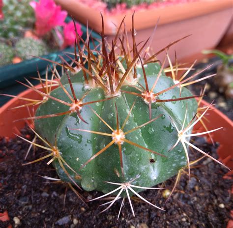 Melocactus Matanzanus Passioni Succulente