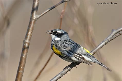 Paruline A Croupion Jaune Yellow Rumped Warbler M Le Dan Flickr